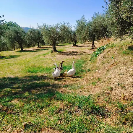La Dolce Agogia